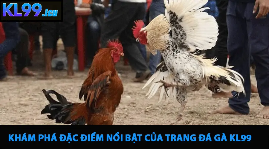 ĐÁ GÀ 2 Các hình thức tranh tài đá gà KL99